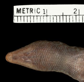 Media type: image;   Herpetology R-15078 Aspect: head ventral